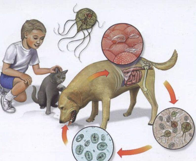 How parasitic infection occurs