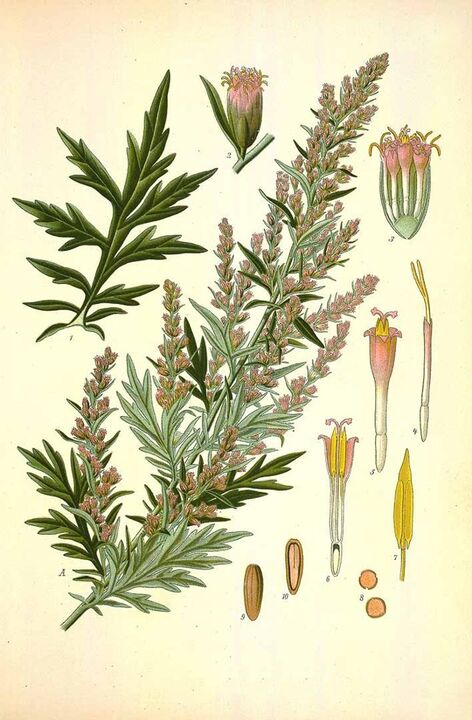 bitter wormwood to cleanse parasites