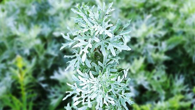 how to take wormwood against parasites