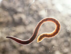 worm parasitic on humans