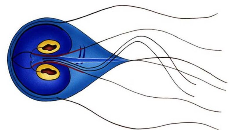 Giardia, a parasite of the human small intestine