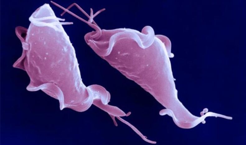 Trichomonas vaginalis is a protozoan parasite responsible for infertility.